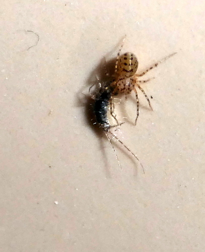 Common Spitting Spider, 3925 Scherpenzeel, Nederland, photo 4 of 10