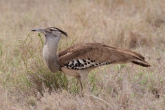 Kori Bustard photo 4