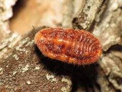 Palaeococcus fuscipennis