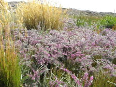 Amphithalea purpurea