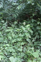 Sanicula chinensis