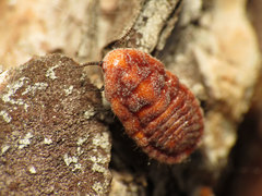 Palaeococcus fuscipennis