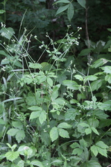 Sanicula chinensis