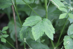 Sanicula chinensis