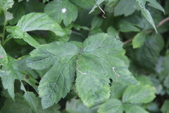 Sanicula chinensis