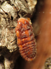 Palaeococcus fuscipennis