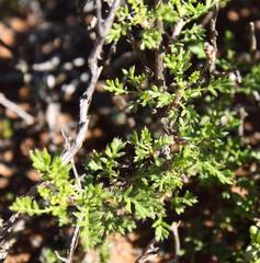 Ursinia pilifera