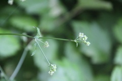 Sanicula chinensis