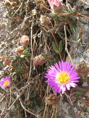 Drosanthemum expersum