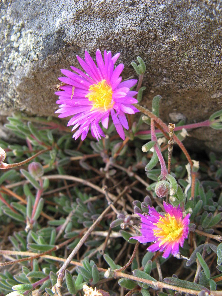 Drosanthemum exspersum