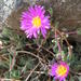Drosanthemum expersum - Photo (c) Nick Helme, some rights reserved (CC BY-SA), uploaded by Nick Helme