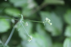 Sanicula chinensis