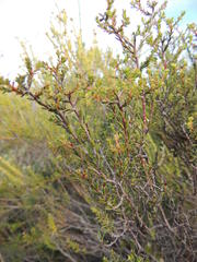 Diosma aspalathoides