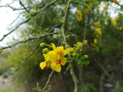 Parkinsonia texana macra