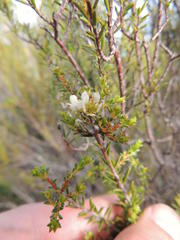 Diosma aspalathoides
