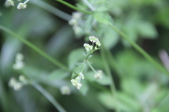 Sanicula chinensis