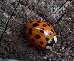Harmonia axyridis