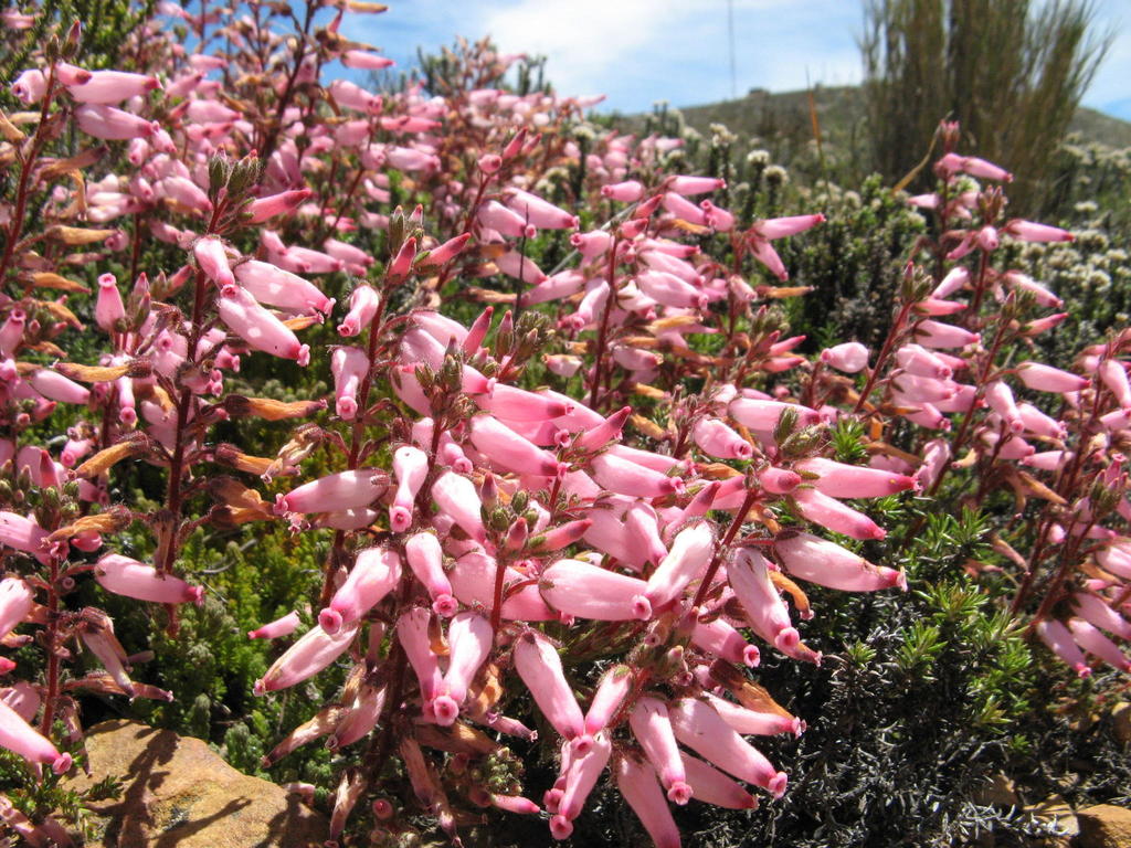 Painted Heath
