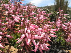 Erica irrorata