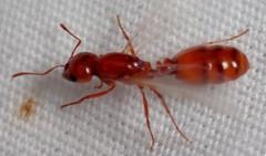 Solenopsis amblychila