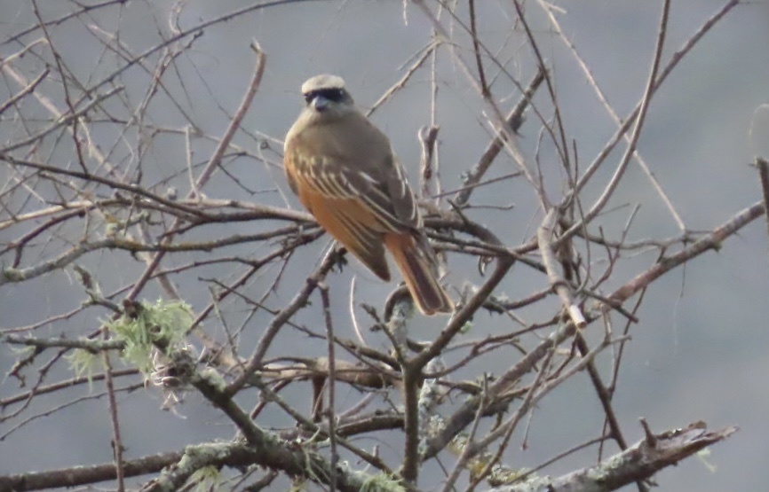 Baird's Flycatcher