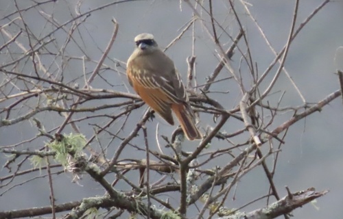 Baird's Flycatcher