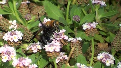 Campsomeriella thoracica