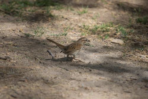 Song Sparrow photographed in Arizona