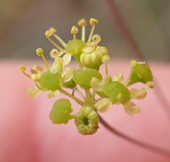 Chamarea capensis