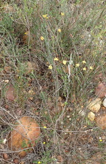 Chamarea capensis