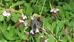 Campsomeriella thoracica