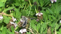 Campsomeriella thoracica