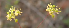 Chamarea capensis