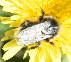 Bombus vestalis