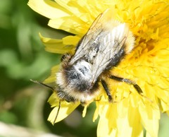 Bombus vestalis