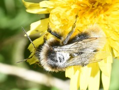 Bombus vestalis