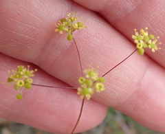 Chamarea capensis