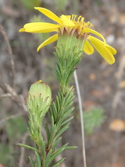 Senecio pinifolius