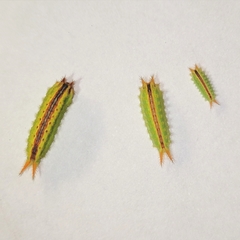 Euprosterna sapucaya