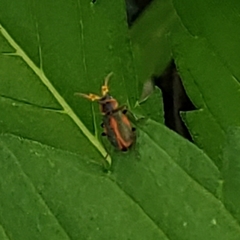 Collops quadrimaculatus