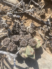 Pleiospilos compactus