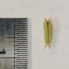 Euprosterna sapucaya