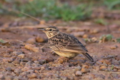 Galerida modesta