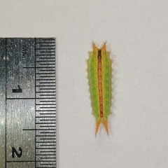 Euprosterna sapucaya