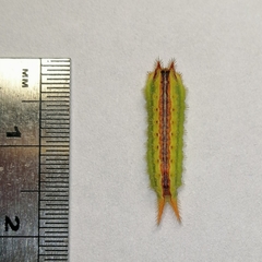 Euprosterna sapucaya