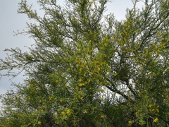 Parkinsonia texana macra