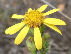 Senecio pinifolius