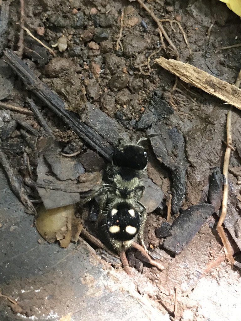 Pseudomethoca tetraspilota