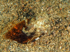 Amphioctopus marginatus
