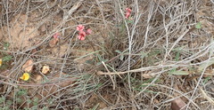 Indigofera sp12